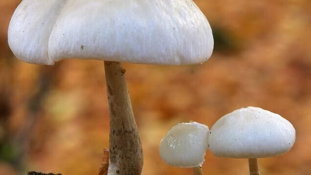 Pilze sind wahre Chemiefabriken, worauf schon allein die Düfte hindeuten. Sie beteiligen sich im Wald unter anderem an den Zersetzungsprozessen von Altholz. 