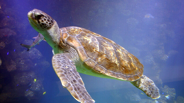 Gemächlich ziehen die Stralsunder Meeresschildkröten ihre Runden in Deutschlands größtem Schildkrötenaquarium, einem 350.000 Liter großen Becken. 